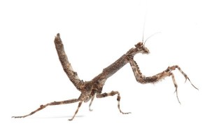 Popa spurca